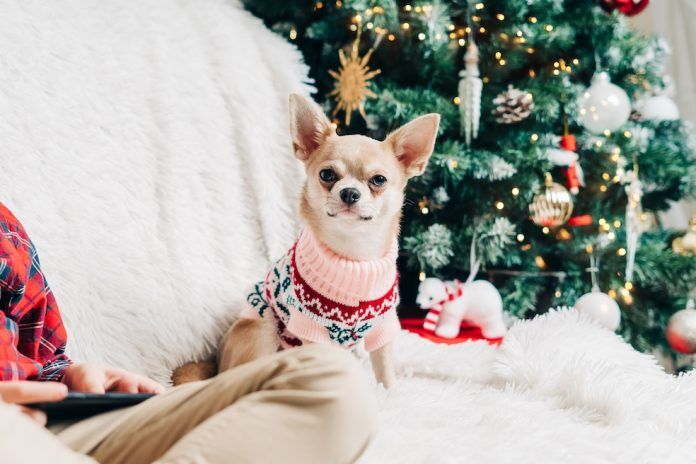 small dog in a Christmas jersey sitting under Christmas tree