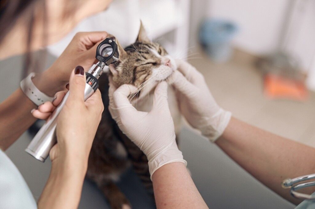 Veterinarian looks into otoscope examining cat ear with in modern clinic office. The best pet insurance companies in South Africa.