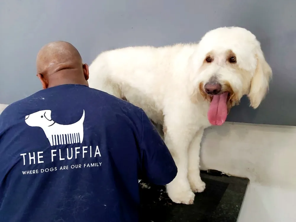 Dog groomed by pet groomer at The Fluffia. Spring Grooming 