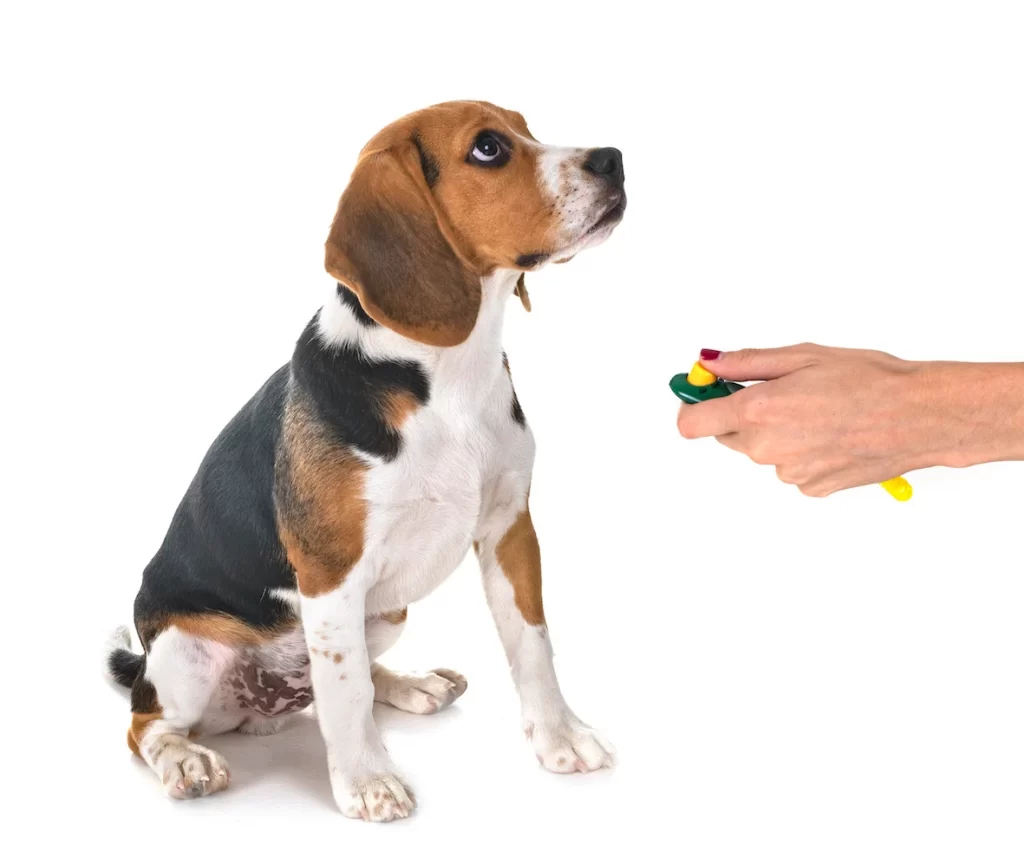 Dog looking up at woman with clicker in her hand