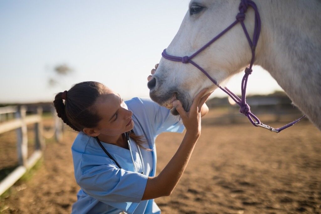 Female vet examining horse mouth. The best pet insurance companies in South Africa