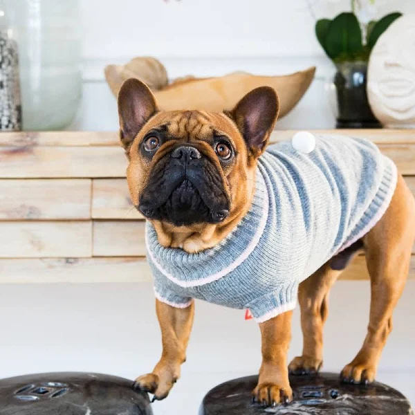 Dog wearing blue sweater from Dog's Life. dog clothes 