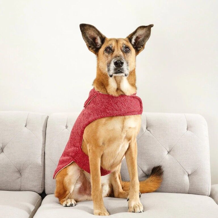 Dog wearing La Furmila red dog clothes