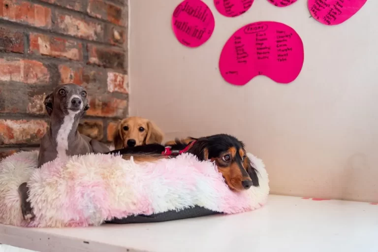 Two dogs on dog bed at Mary Puppins Dog Hotel in Cape Town