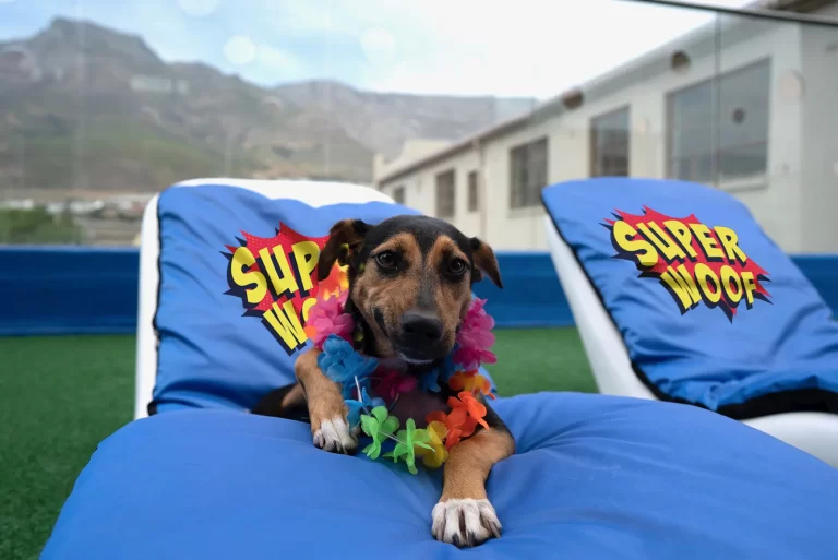Dog sitting on pool chairs at Super Woof Dog Hotel
