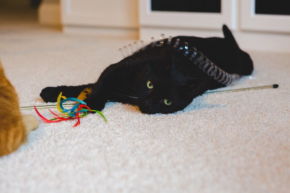 Black cat with toy
