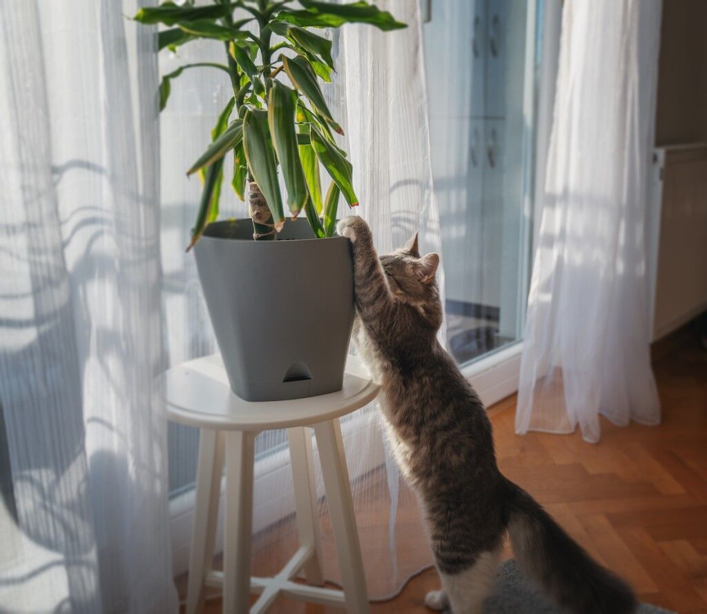 Cat leaning on furniture with a pot plant