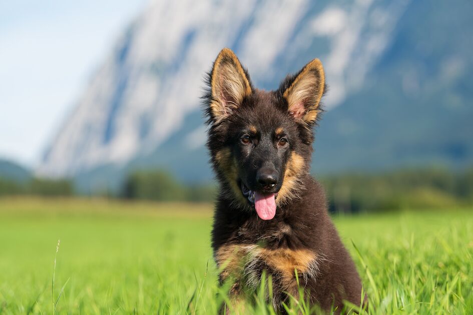 Cute german Shepherd in the park on a blurry background