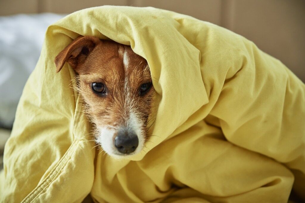 Anxious dog covered by blanket