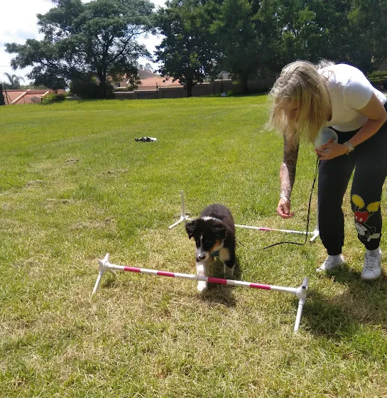 Woman training a dog. Doggo Genius - force free training