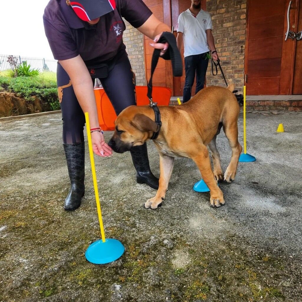 Dog training courses at SA Dog Training College & Kennels