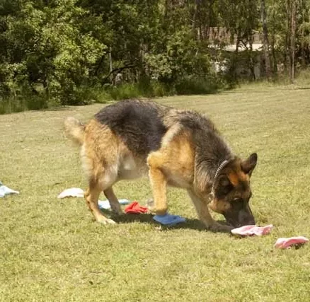 Dog going through training outside. Wetnose Dog Training. Dog training in Gauteng