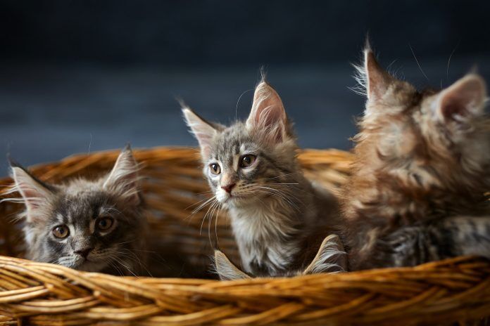 Three Maine Coon Kittens