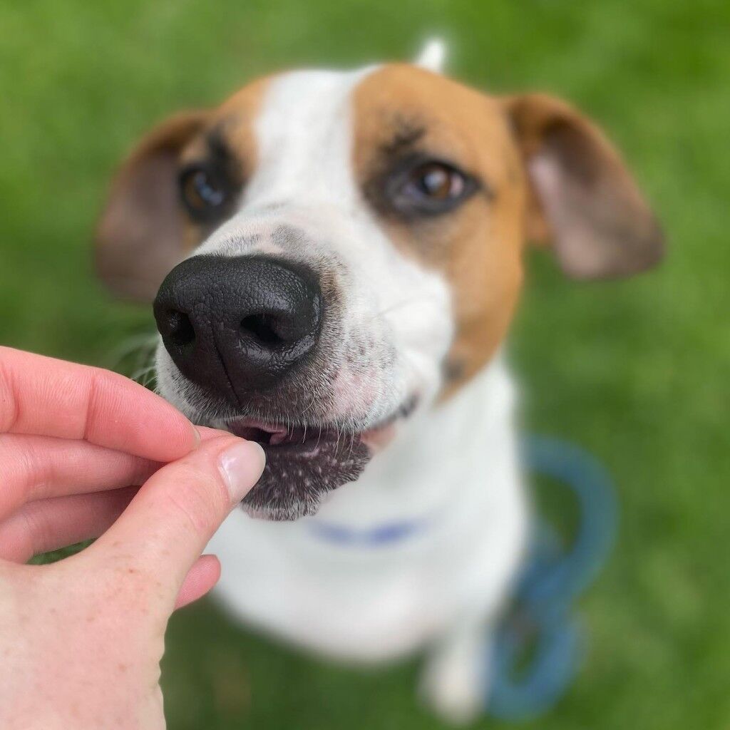 Dog eating a treat from a hand at Basic Canine Training. Dog Training in Cape Town