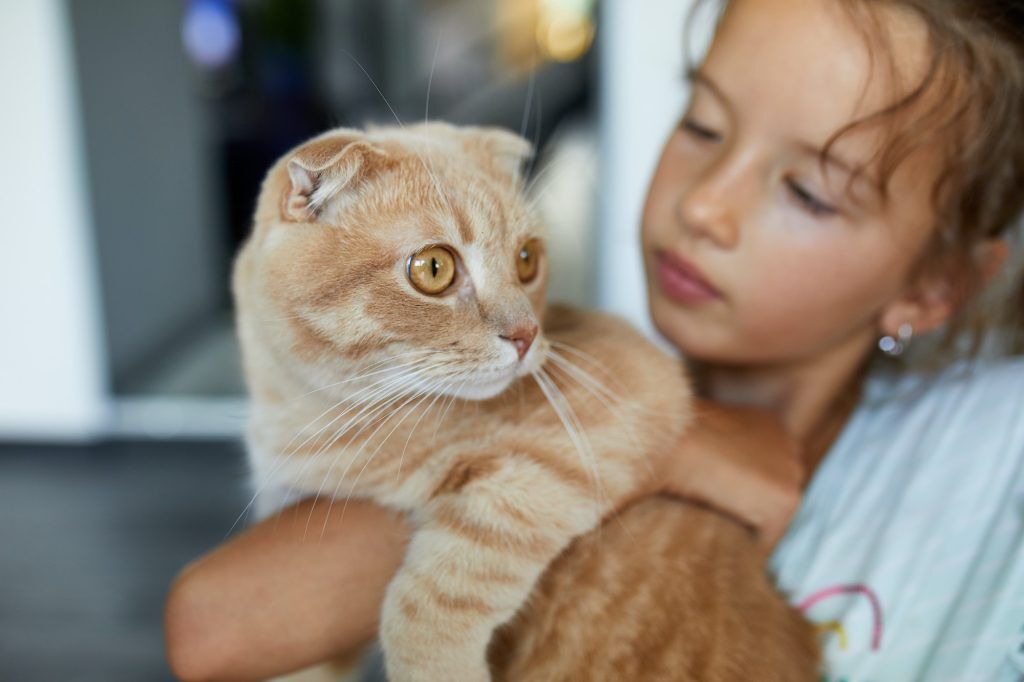 Little girl holding ginger cat. South African Pet laws. Pets24