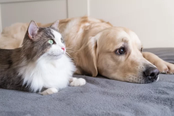 Cat and dog looking away, MediPet Insurance