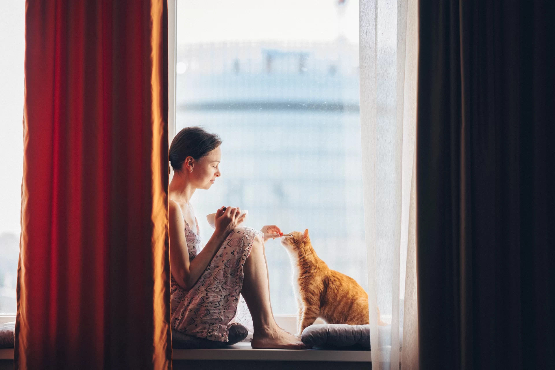 Woman with a ginger cat at the window. South African pet laws. Pets24