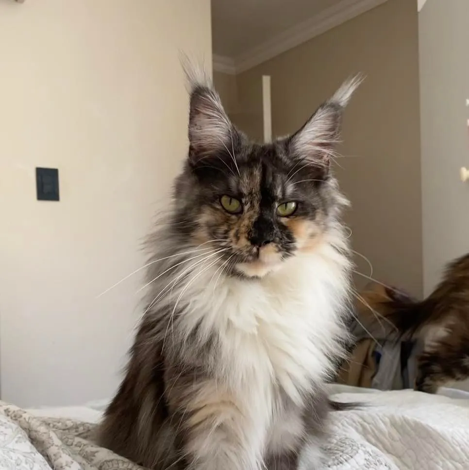Maine Coon from Lynxhouse Maine Coon. Pets24. Maine Coon Breeders
