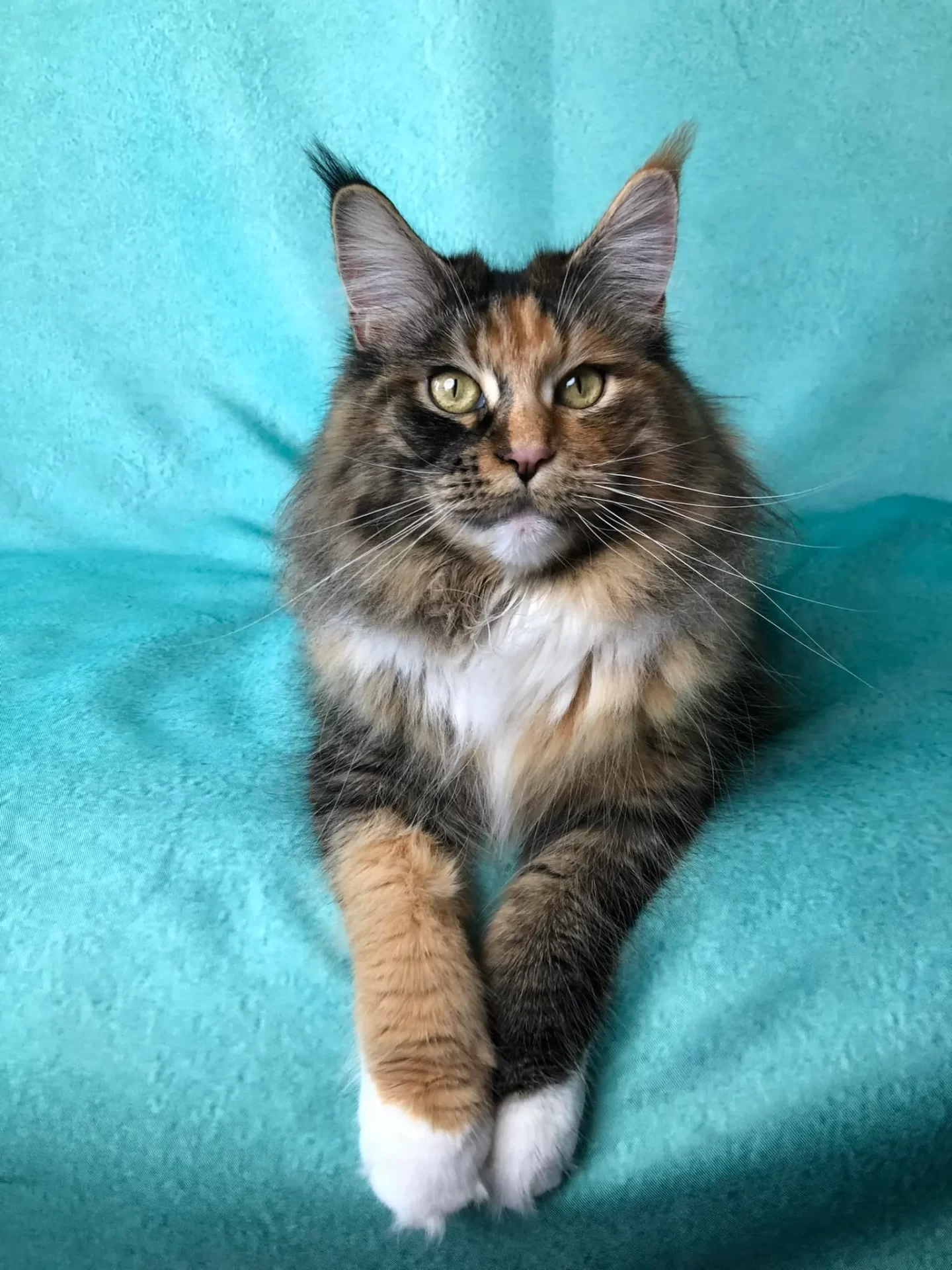 Maine Coon from Valkyrie Maine Coons. Pets24 