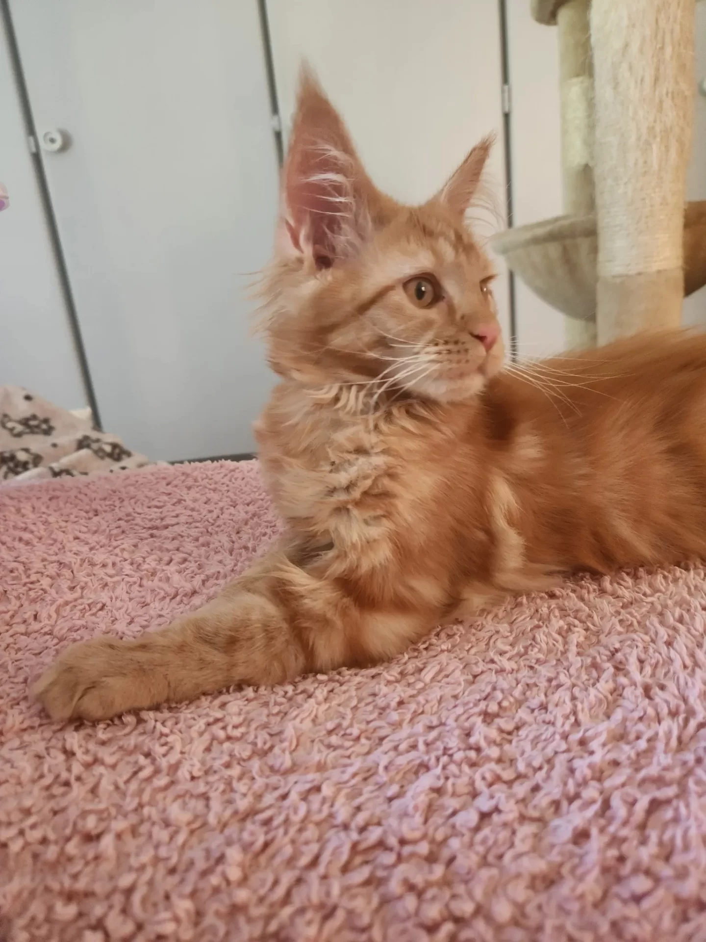 Ginger Charmley Maine Coons. Maine Coon Breeder. Pets24