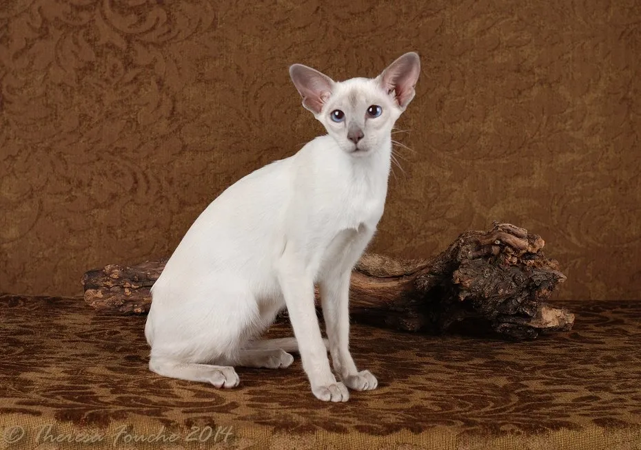 White Siamese cat from Bell-Aimee Cattery. Siamese kittens for sale. Pets24
