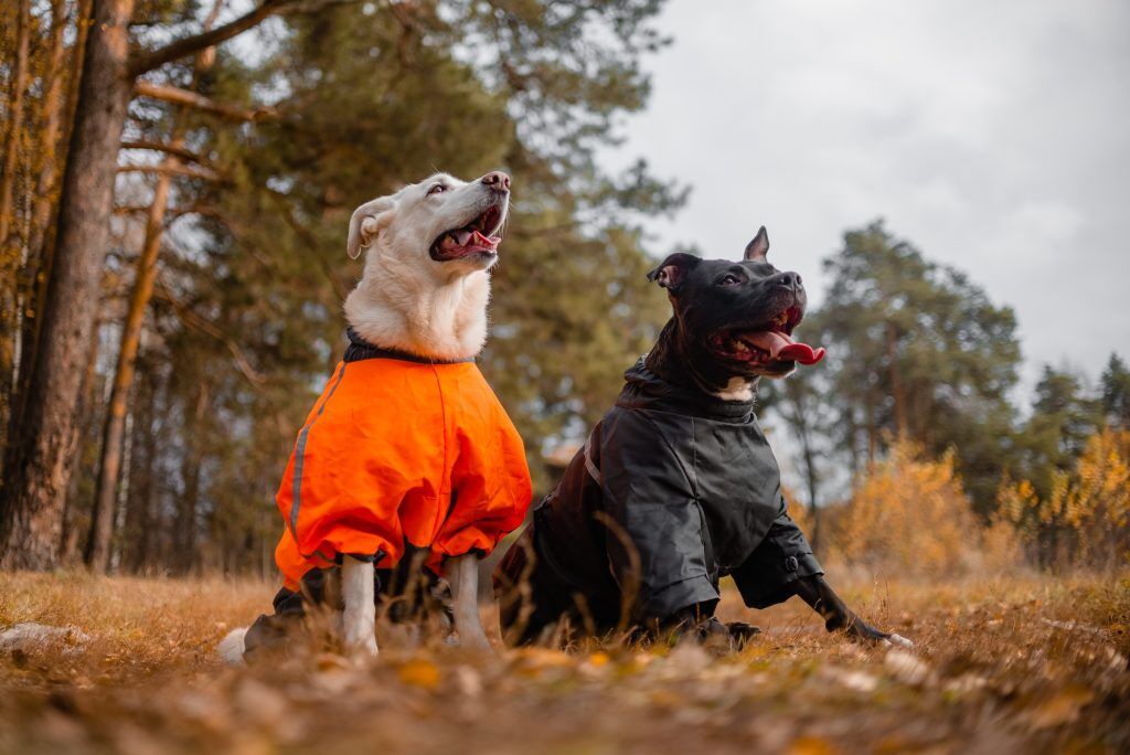 A dog wearing dog waterproof coat clothes. Winter Essentials for Your Beloved Pet. Pets24