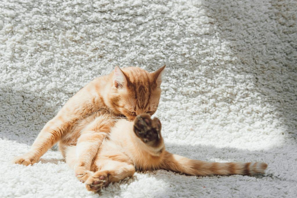 Orange cat sitting on white carpet and licking paw.