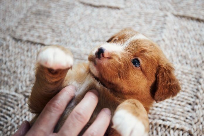 Cute puppy picture. Woman playing with puppy. Pets24