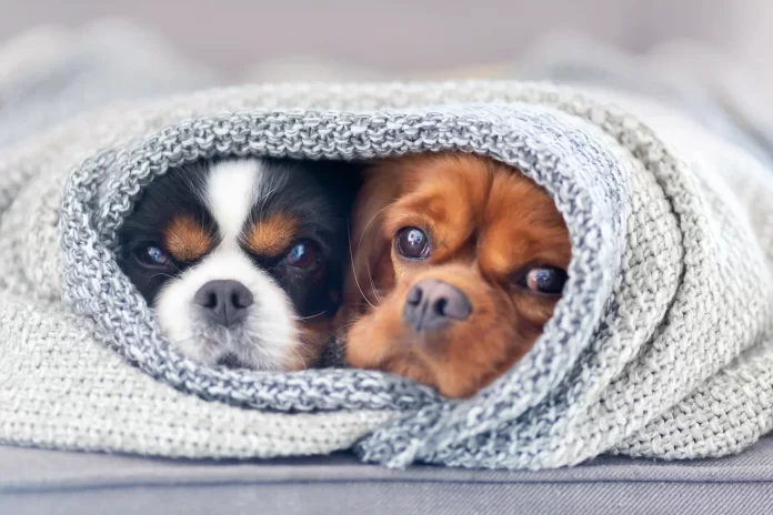 Two dogs under the blanket. winter essentials for your pet. Pets24