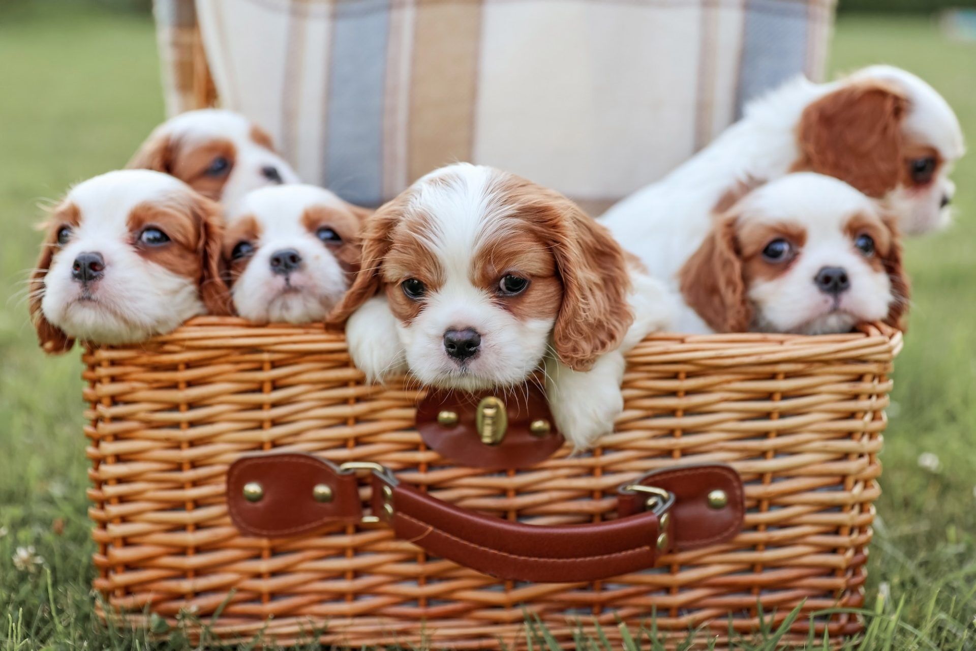 Cute puppies in a basket. Pets24