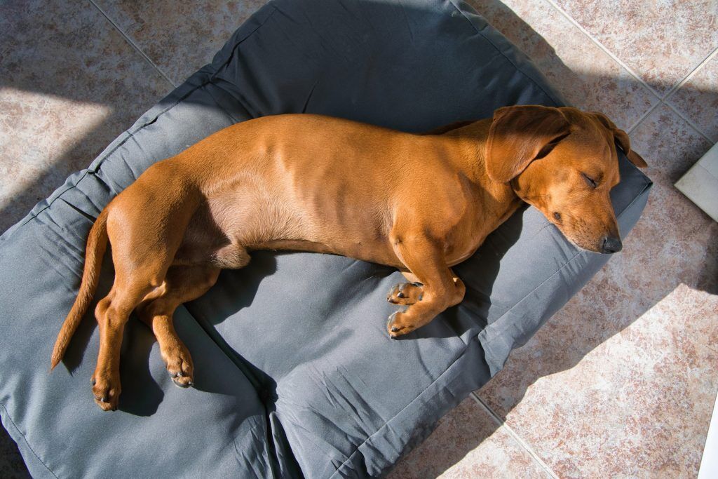 Red Dachshund dog sound asleep on his cozy bed. Winter Essentials for Your Beloved Pet. Pets24
