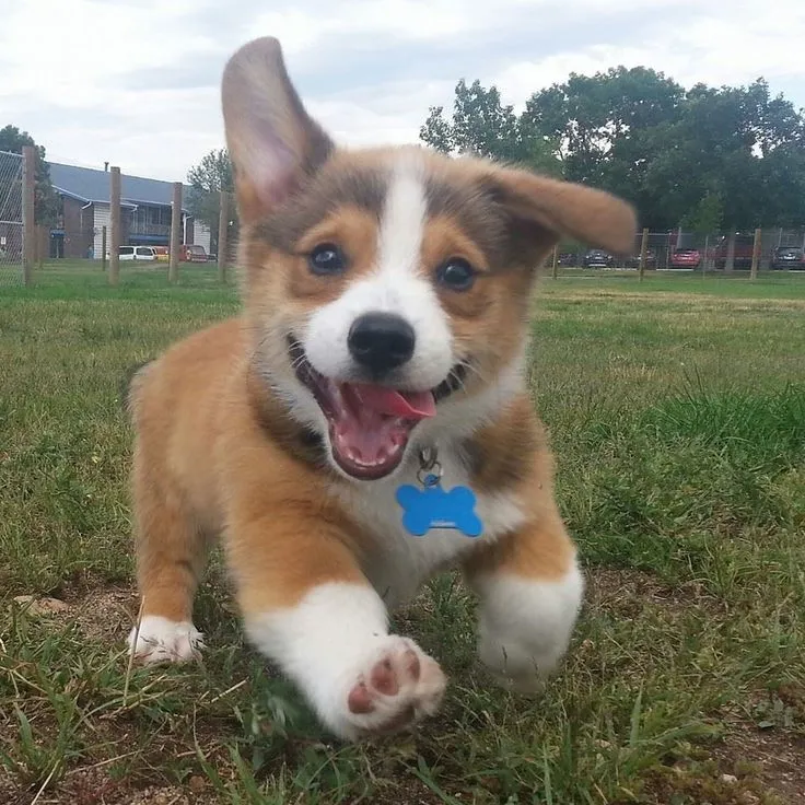 Running puppy, smiling. Pets24