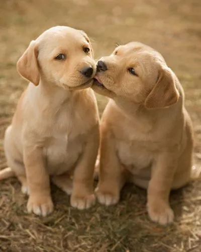 Puppies kissing