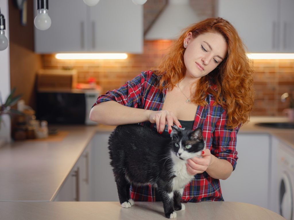 woman cat grooming at home. Winter Essentials for Your Beloved Pet. Pets24.