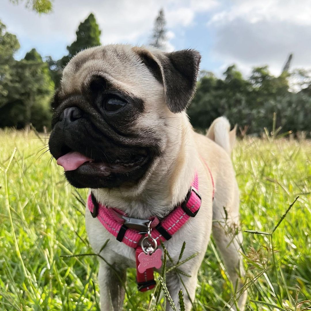 Billy walking in the grass. Pet influencers. Pets24