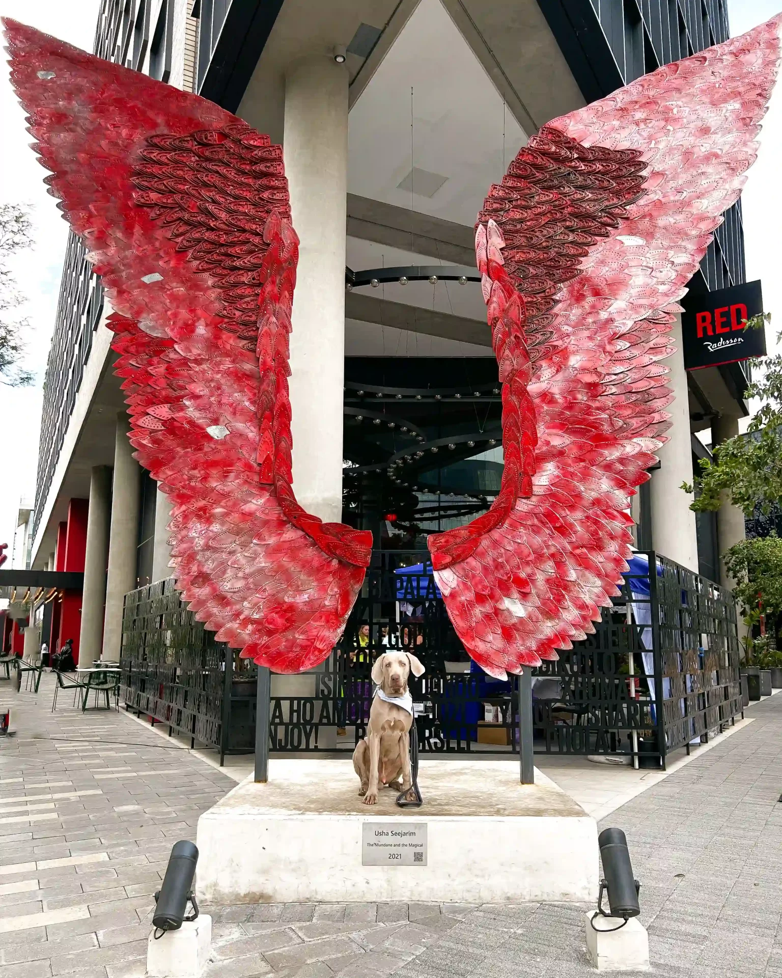 Captain Gus in the middle of two red wings. Pet Influencers SA. Pest24