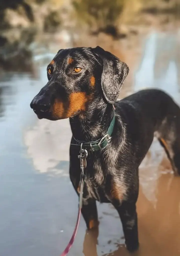 Ivy The Doberman outside in water. Pet influencers SA