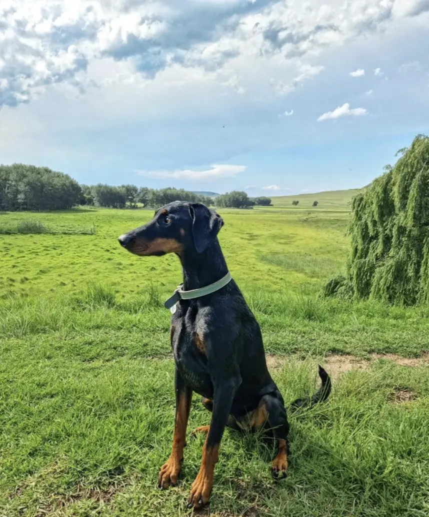 Ivy The Doberman standing in the field. Pet Influencers SA. Pets24