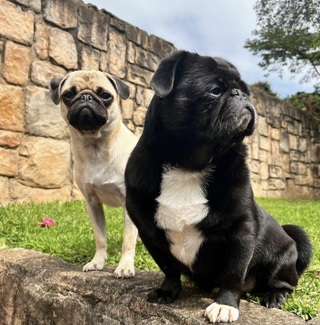 Billy and Lilly standing together. Pet Influencers. Pets24