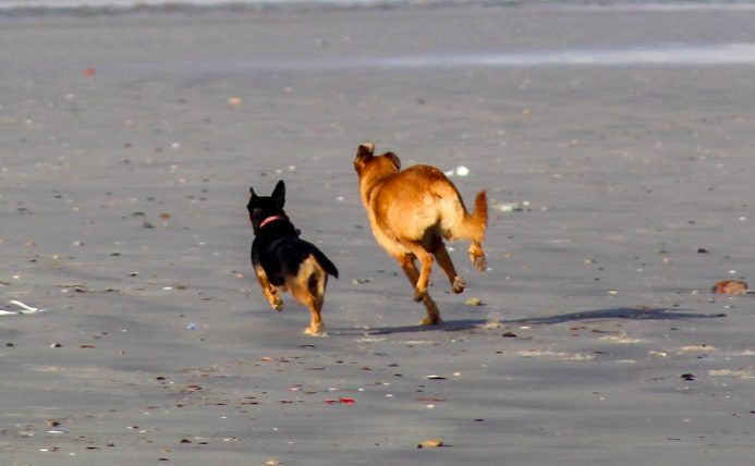 Dogs running on beach 