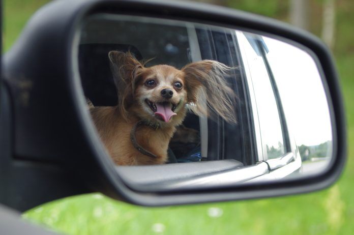 Car review mirror with dog looking out the car window. dog car seats