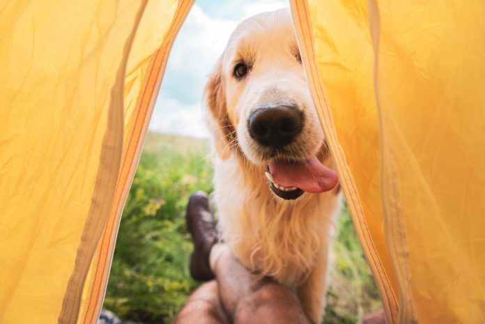 cropped view of traveler in tent with funny golden retriever dog. Pet-friendly camping sites in South Africa. Pets24