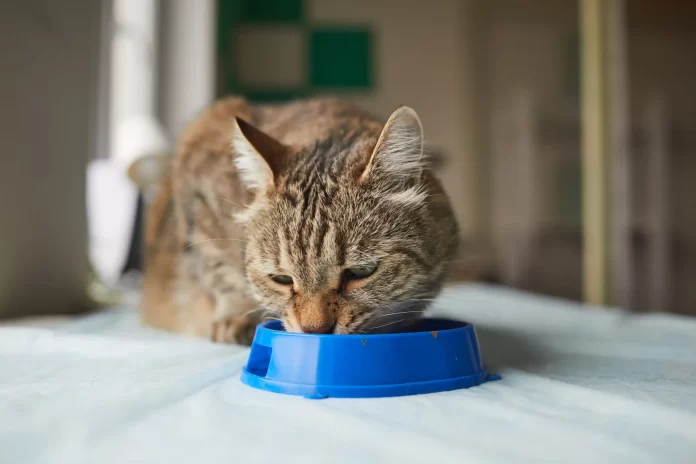 Cat eating wet cat food. Pets24