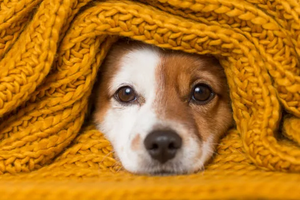 Dog in yellow blanket. Caring for your pet in cold weather.