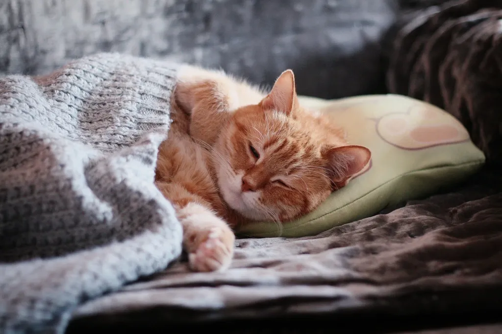 Cat in warm blanket. Caring for your pet in cold weather.
