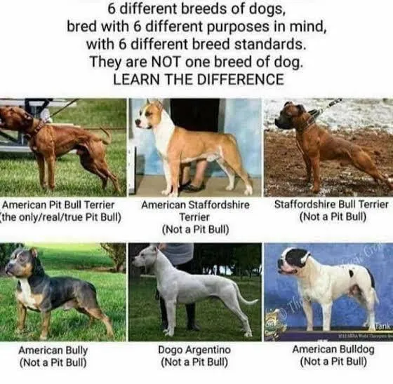 Comparison of American Pit Bull vs other breeds