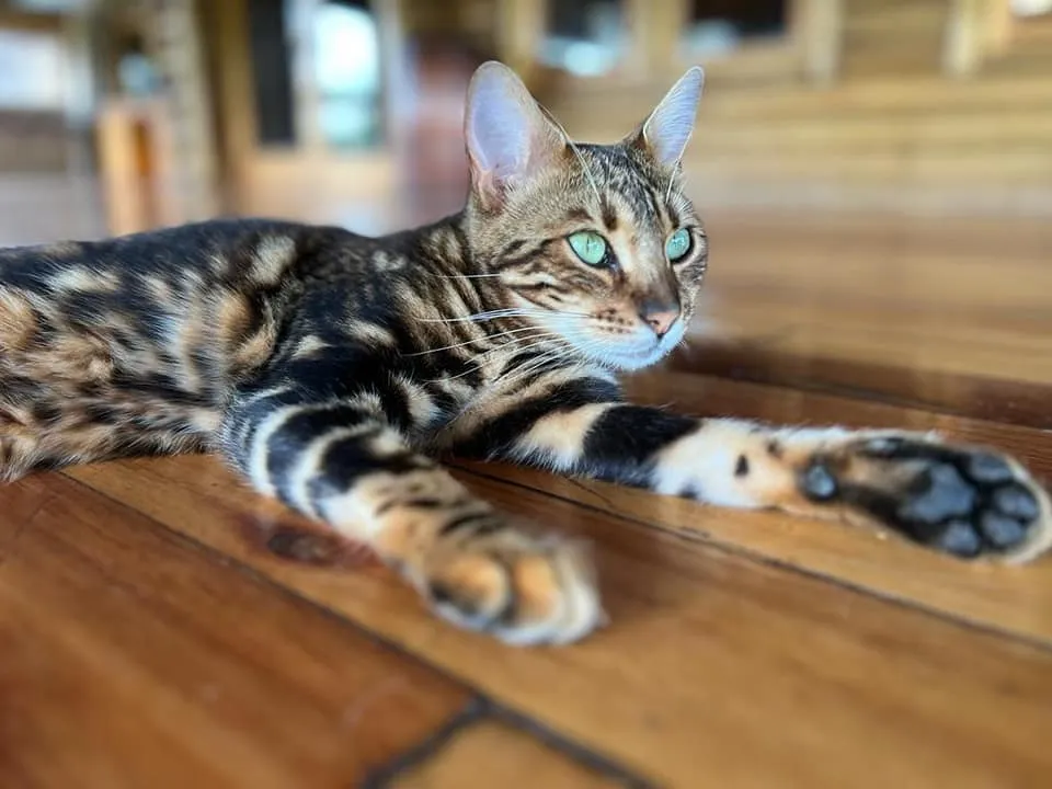 Awesome Bengals. Benga cat breeders Pets24