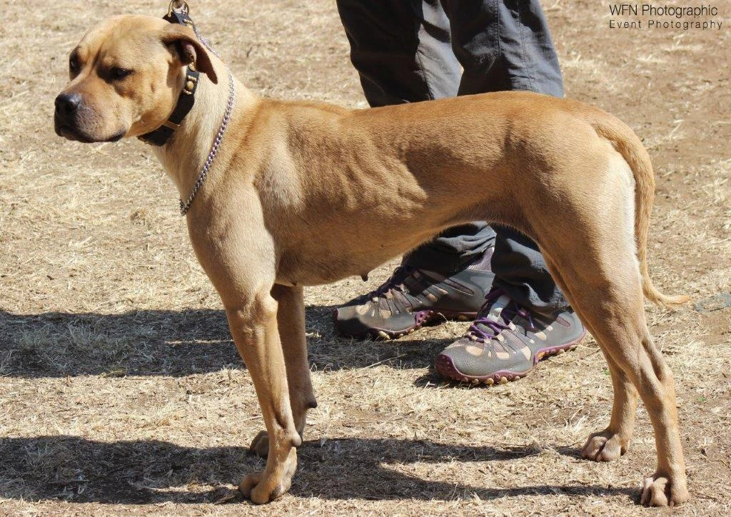 Light brown American Pit Bull Terrier