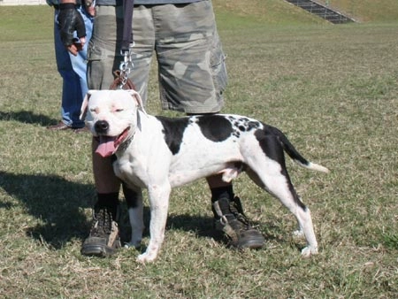 Black and white American Pit Bull Terrier
