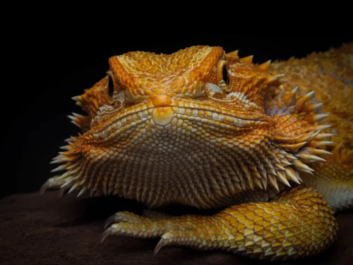 Portrait of Bearded Dragon. World Lizard Day. Pets24